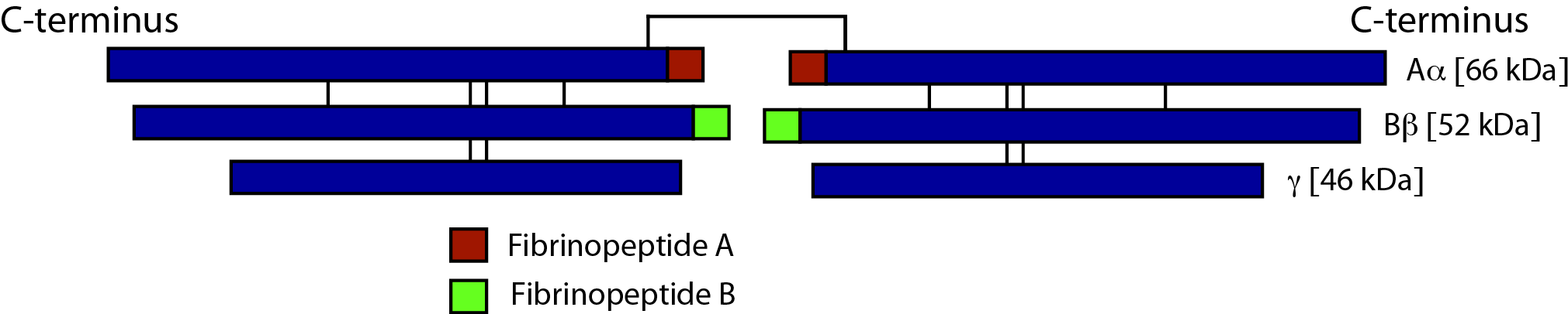 Schematic of Fibrinogen structure